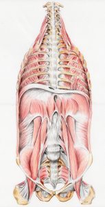 anatomische Zeichnung Zwerchfell