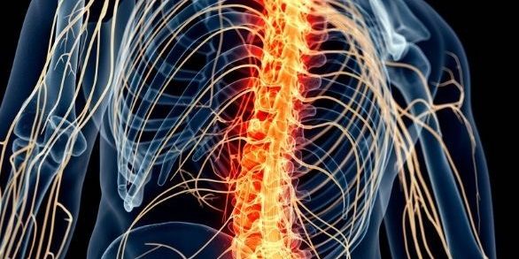 Nervensystem Schema Mensch Nervensystem