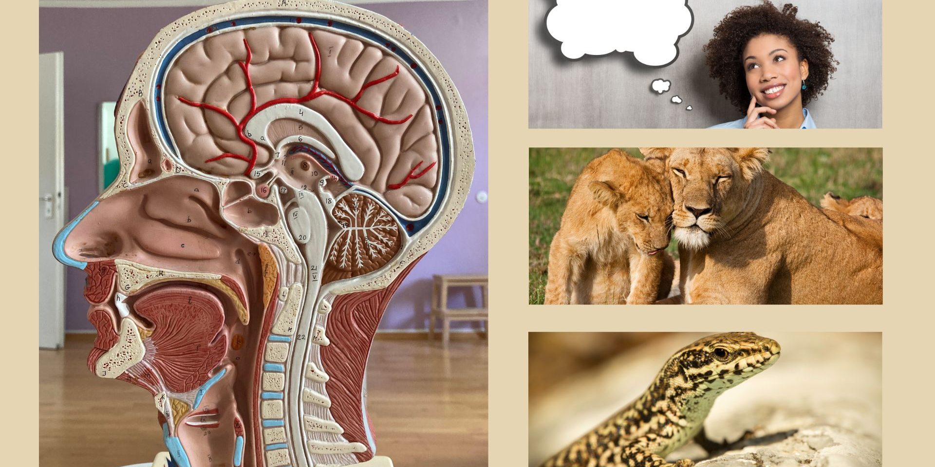 Dreiteiliges Gehirn, kein Text, neues Bild