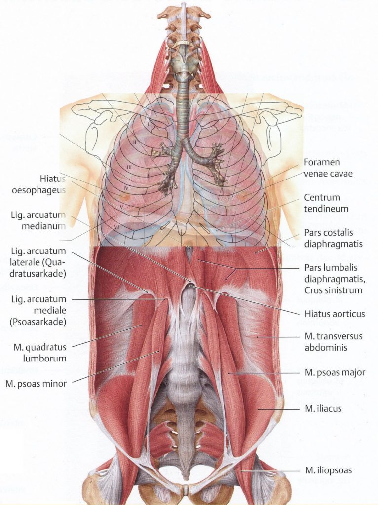 Beinmuskeln, Zwerchfell, Lungen, Kehlkopf