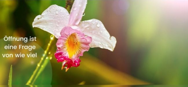 Vokaltrakt als Blume